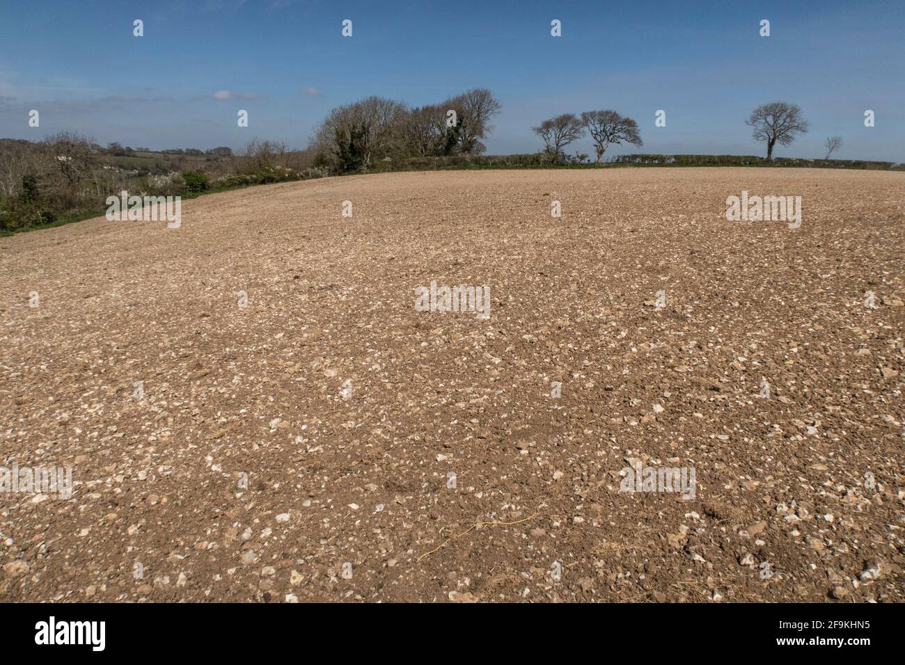 Felder aus Feuerstein und Ton in einem Devon-Feld auf Oben auf dem Higher Dunscombe Cliff an der Südwestküste Pfad in der Nähe von Sidmouth Stockfoto