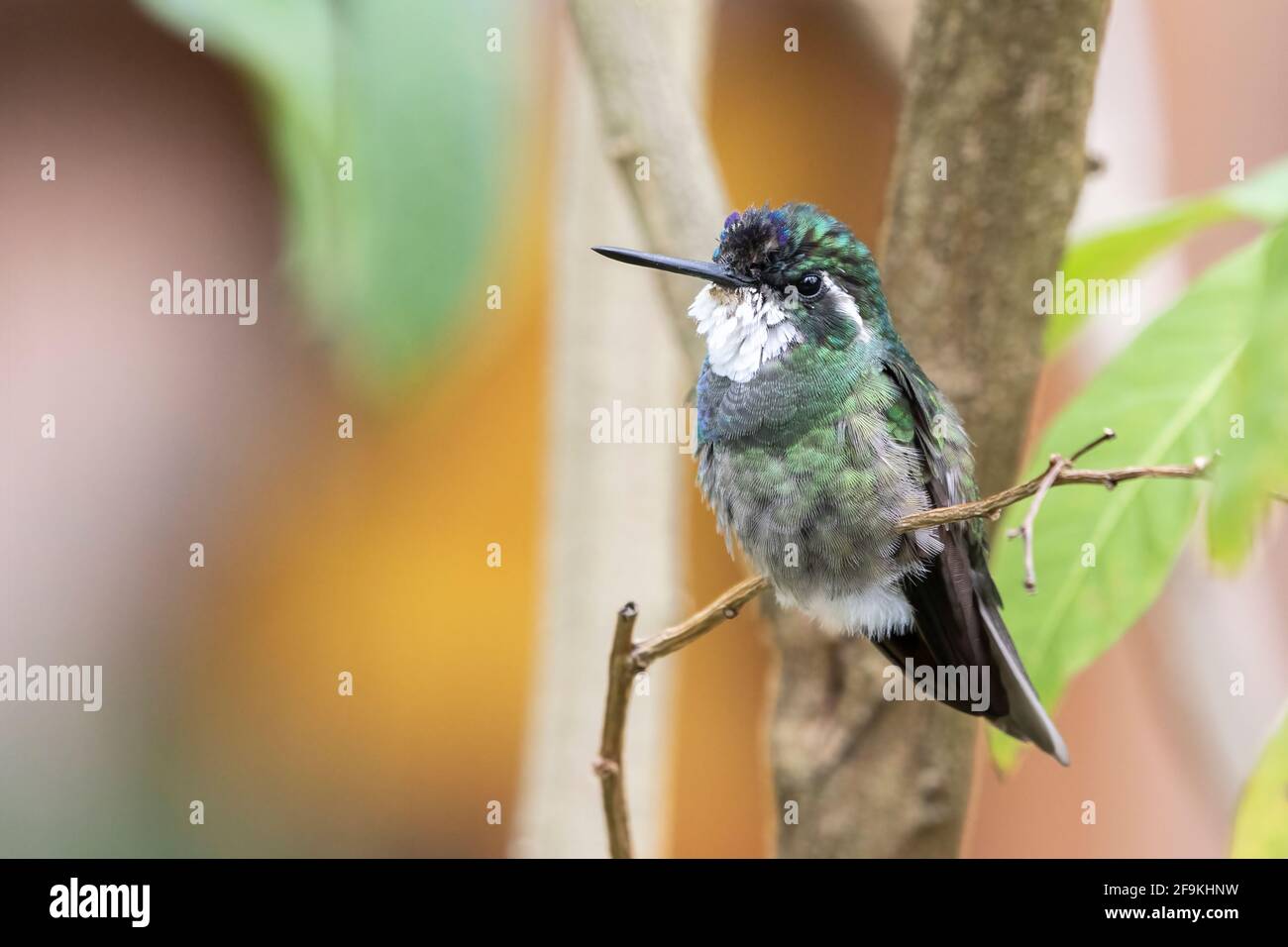 Grauschwanziger Bergkäfer oder Grauschwanzer Bergkater, Lampornis cinereicauda, erwachsener Mann, der auf dem Zweig thront, Costa Rica, Mittelamerika Stockfoto