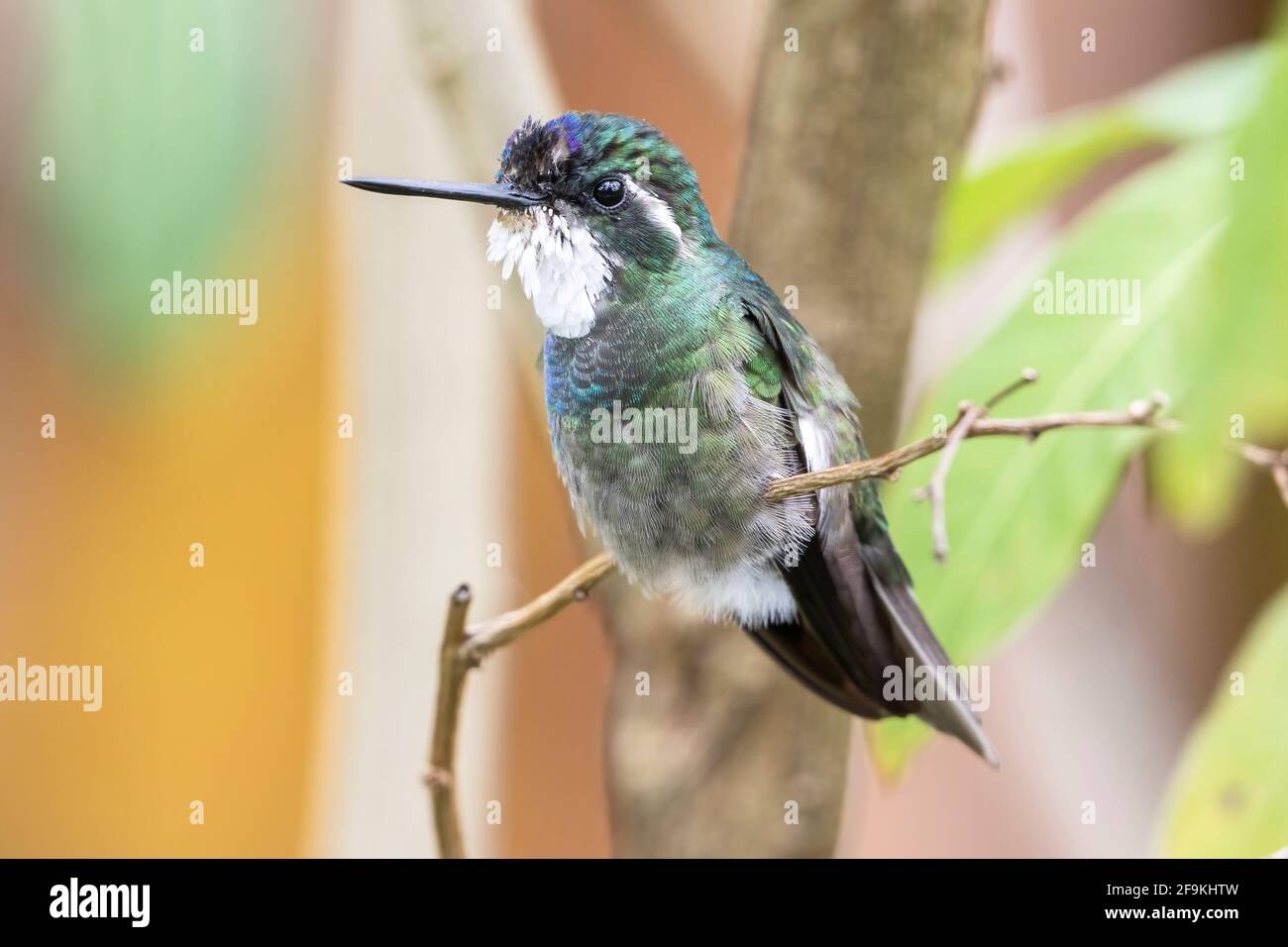 Grauschwanziger Bergkäfer oder Grauschwanzer Bergkater, Lampornis cinereicauda, erwachsener Mann, der auf dem Zweig thront, Costa Rica, Mittelamerika Stockfoto