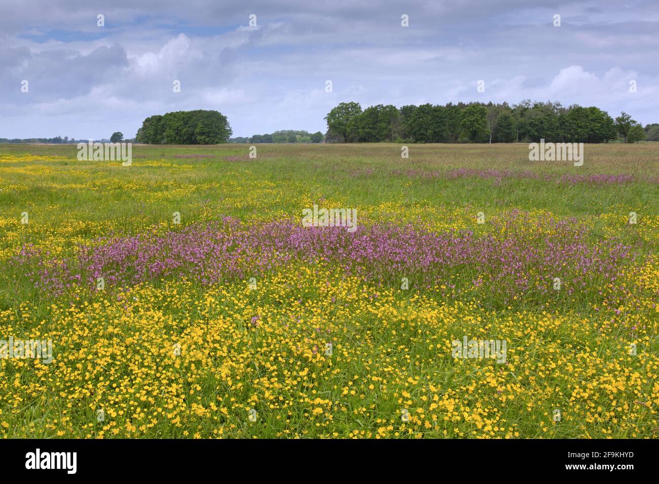 Frühlingswildblumen auf der Wiese im UNESCO-Biosphärenreservat Elbe Flusslandschaft / Biosphärenreservat Niedersächsische Elbtalaue, Niedersachsen, Deutschland Stockfoto