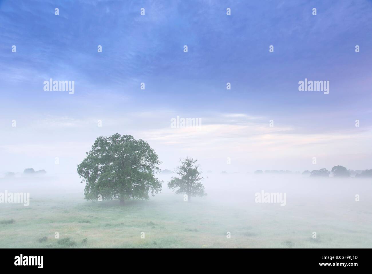 Bäume im Nebel im UNESCO-Biosphärenreservat Elbe Flusslandschaft / Biosphärenreservat Niedersächsische Elbtalaue im Frühjahr, Niedersachsen, Deutschland Stockfoto