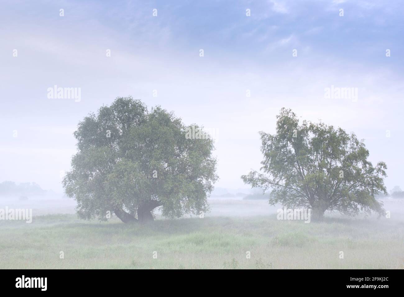 Bäume im Nebel im UNESCO-Biosphärenreservat Elbe Flusslandschaft / Biosphärenreservat Niedersächsische Elbtalaue im Frühjahr, Niedersachsen, Deutschland Stockfoto