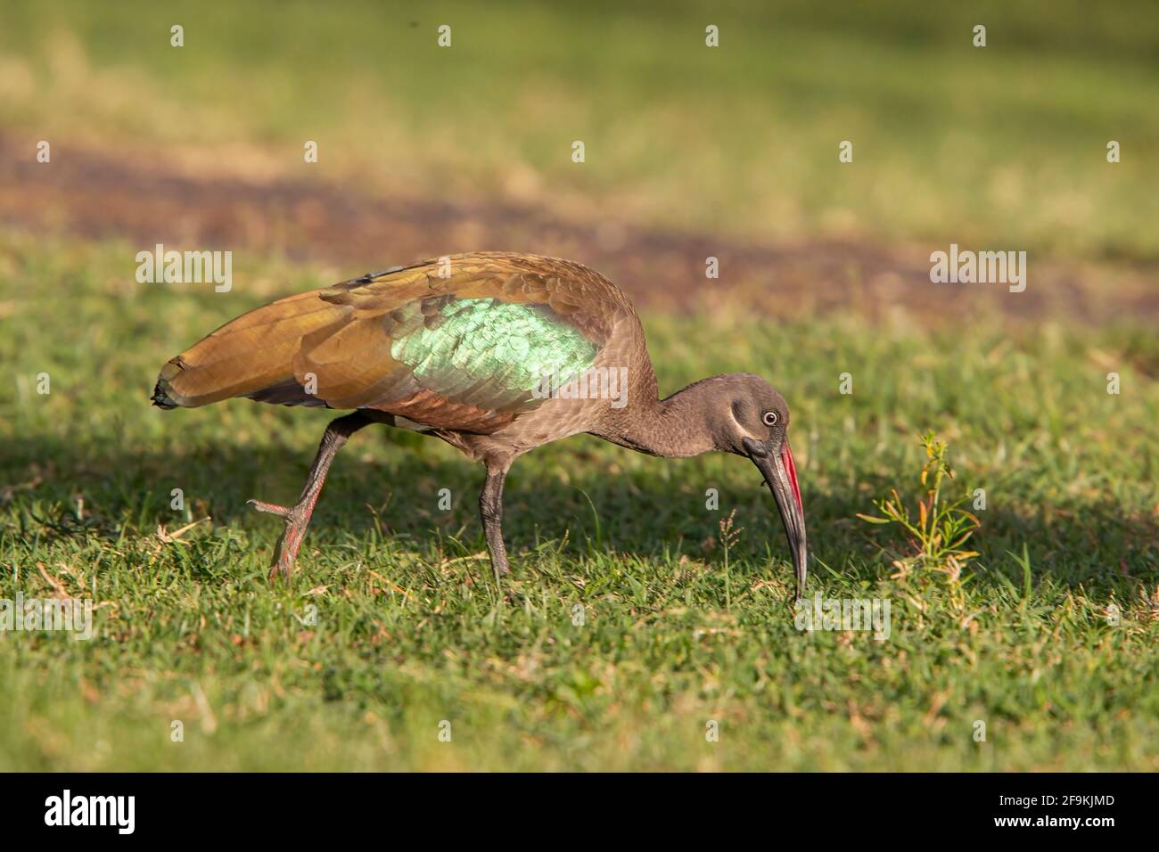 Hadada-Ibis oder Hadada-Ibis, Bostrychia hagedash, Erwachsene, die sich mit kurzer Vegetation ernähren, Amboseli, Kenia, Ostafrika Stockfoto