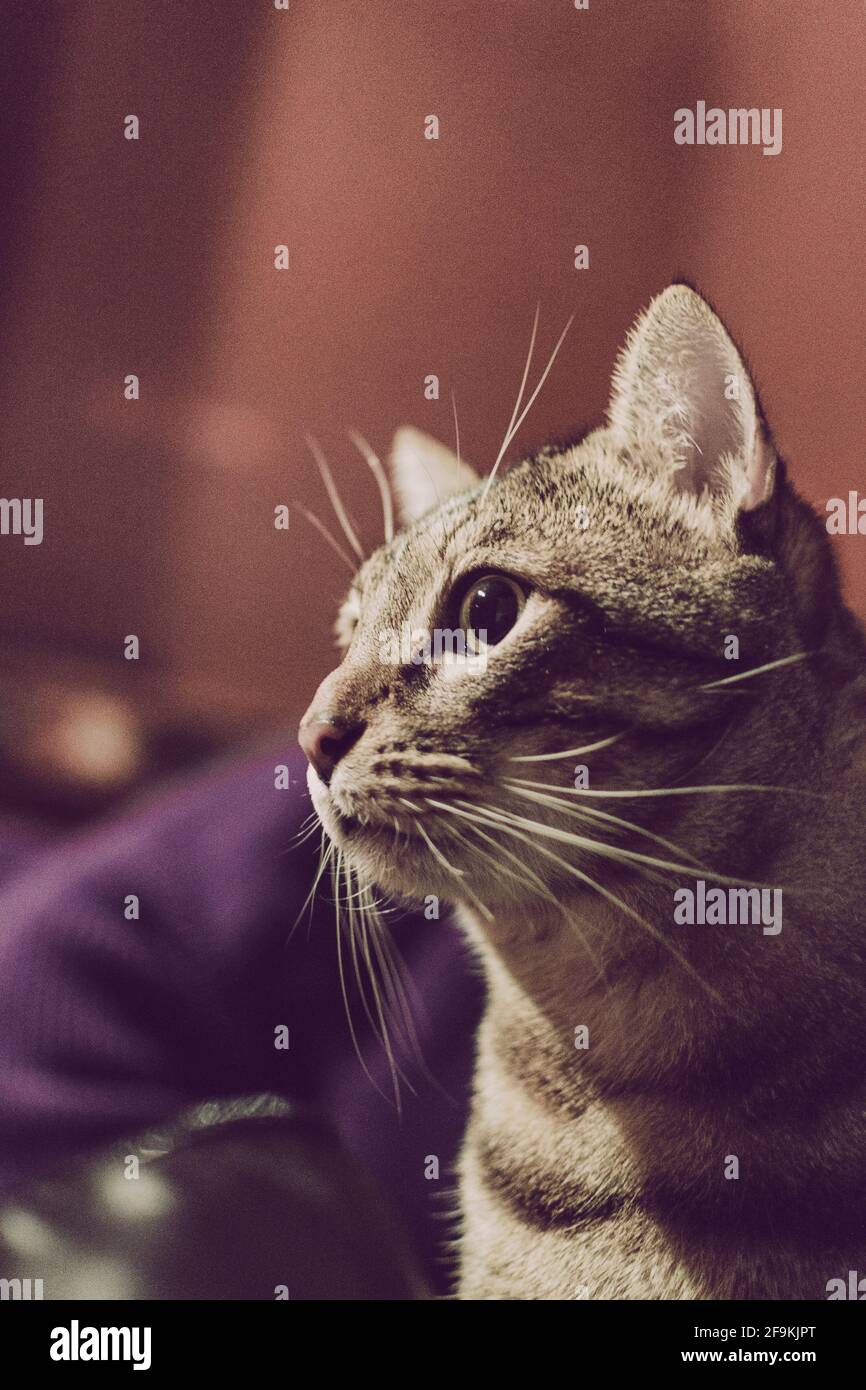 Tabby und Hauskatze im Innenraum eines Raumes Eines Hauses, in dem der Hintergrund außer Fokus steht Stockfoto
