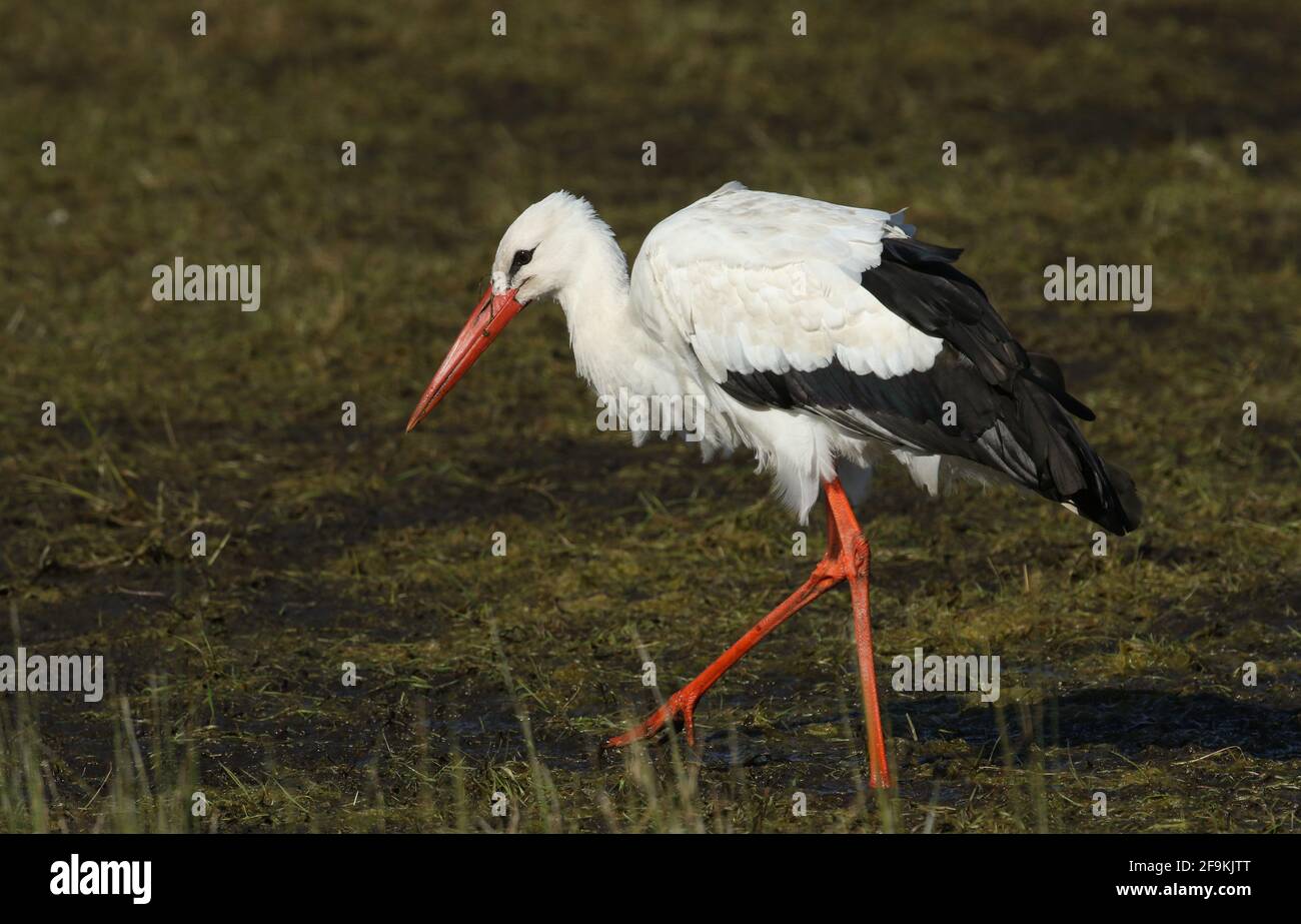Ein seltener Weißstorch, Ciconia ciconia, der sich in einem überfluteten Feld in Großbritannien ernährt. Stockfoto