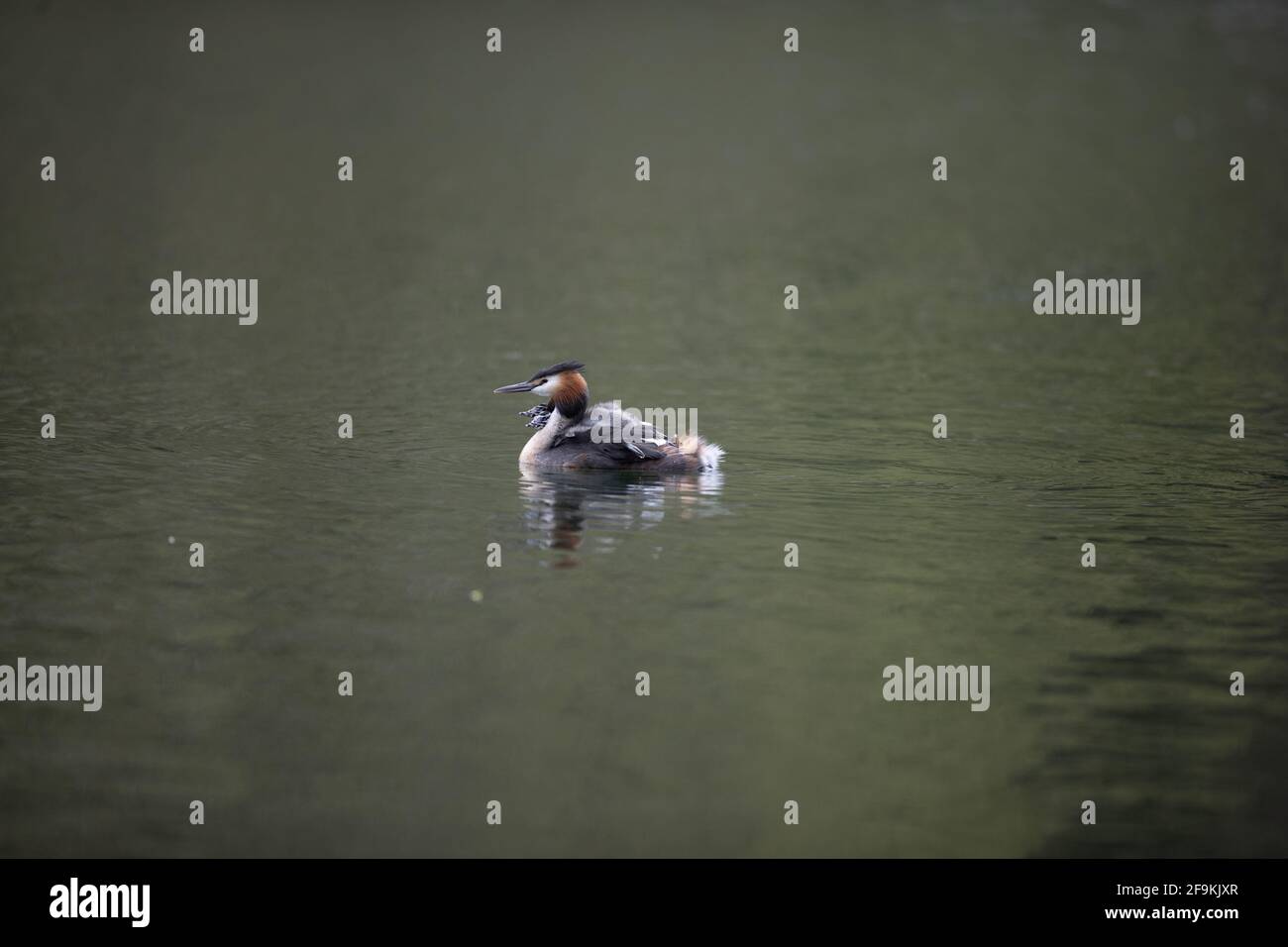 Große Crested Grebe auf Wasser Fütterung jung Stockfoto