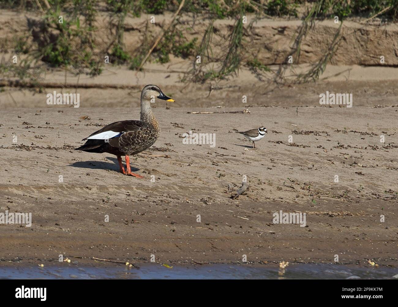 Indische Ente mit Punktschnabel (Anas poecilorhyncha hartingoni) und kleiner Ringelpfeifer (Charadrius dubius) Ausgewachsene Ente auf einer sandigen Insel mit Plünderung Mekong R Stockfoto