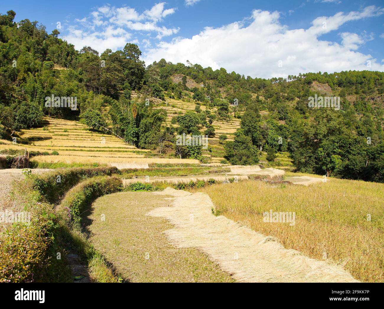 goldene Reisterrassen oder Reisfelder in den Himalaya-Bergen Nepals Stockfoto