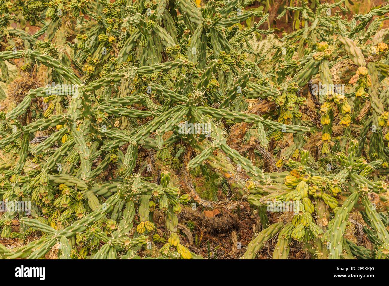 Kaktuspflanze Cylindropuntia imbricata aus der Wüste von Mexiko ohne Blüten im Herbst. Gepflanzt im botanischen Garten auf steinigem Boden Stockfoto