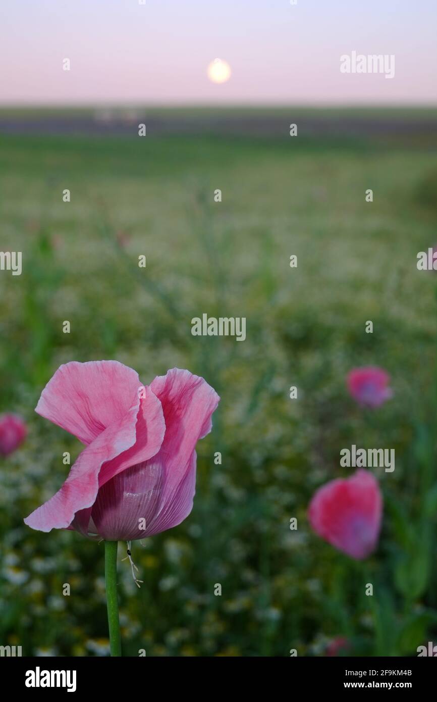 Pink Opium Mohnblumen mit Vollmond Stockfoto