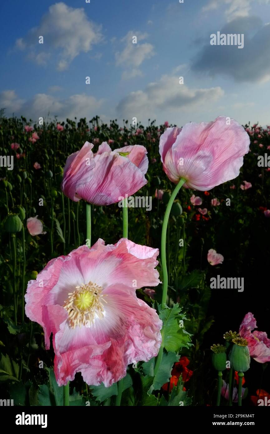 Pink Opium Mohnblumen mit Vollmond Stockfoto