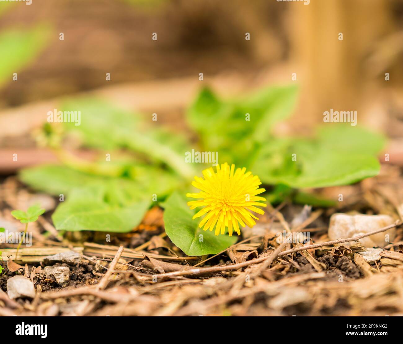 Bild eines schönen isolierten gelben Dandelions. Stockfoto