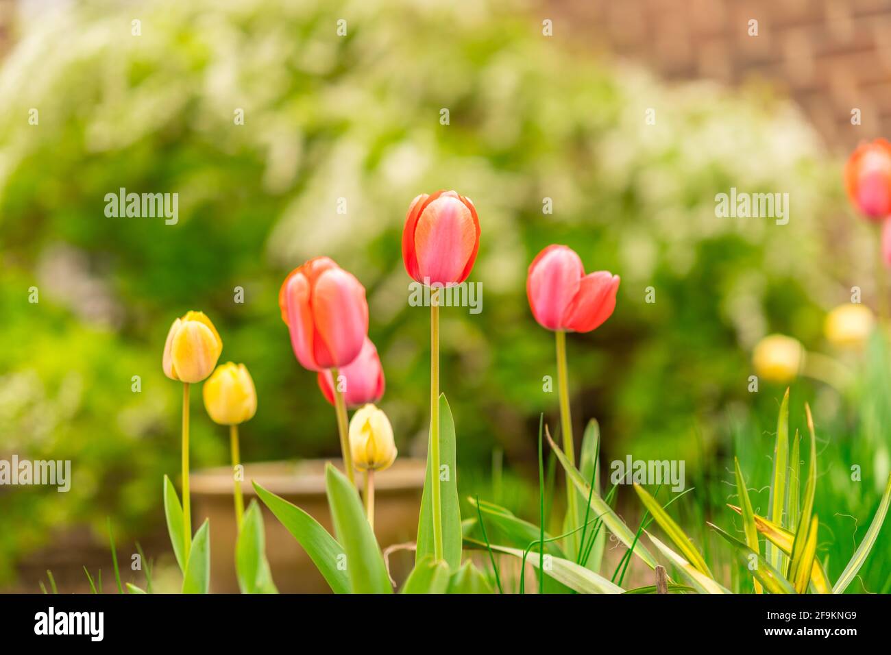 Ein Garten mit grünen und rosafarbenen Tulpen und grünem Laub. Stockfoto