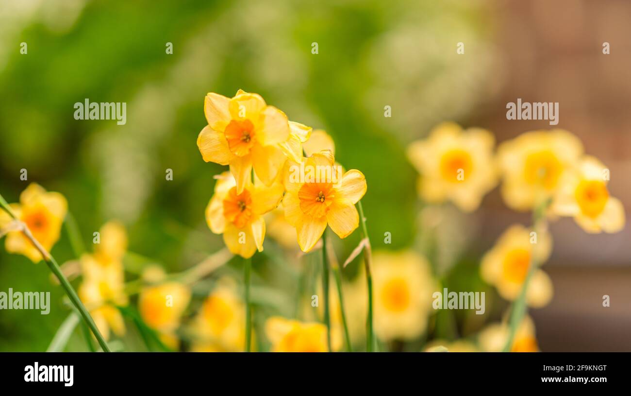 Bild von gelben Narzissen mit einem grünen Hintergrund. Stockfoto