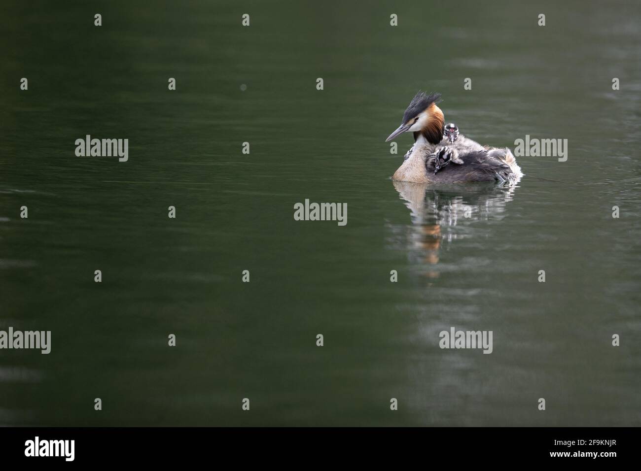Große Crested Grebe auf Wasser Fütterung jung Stockfoto