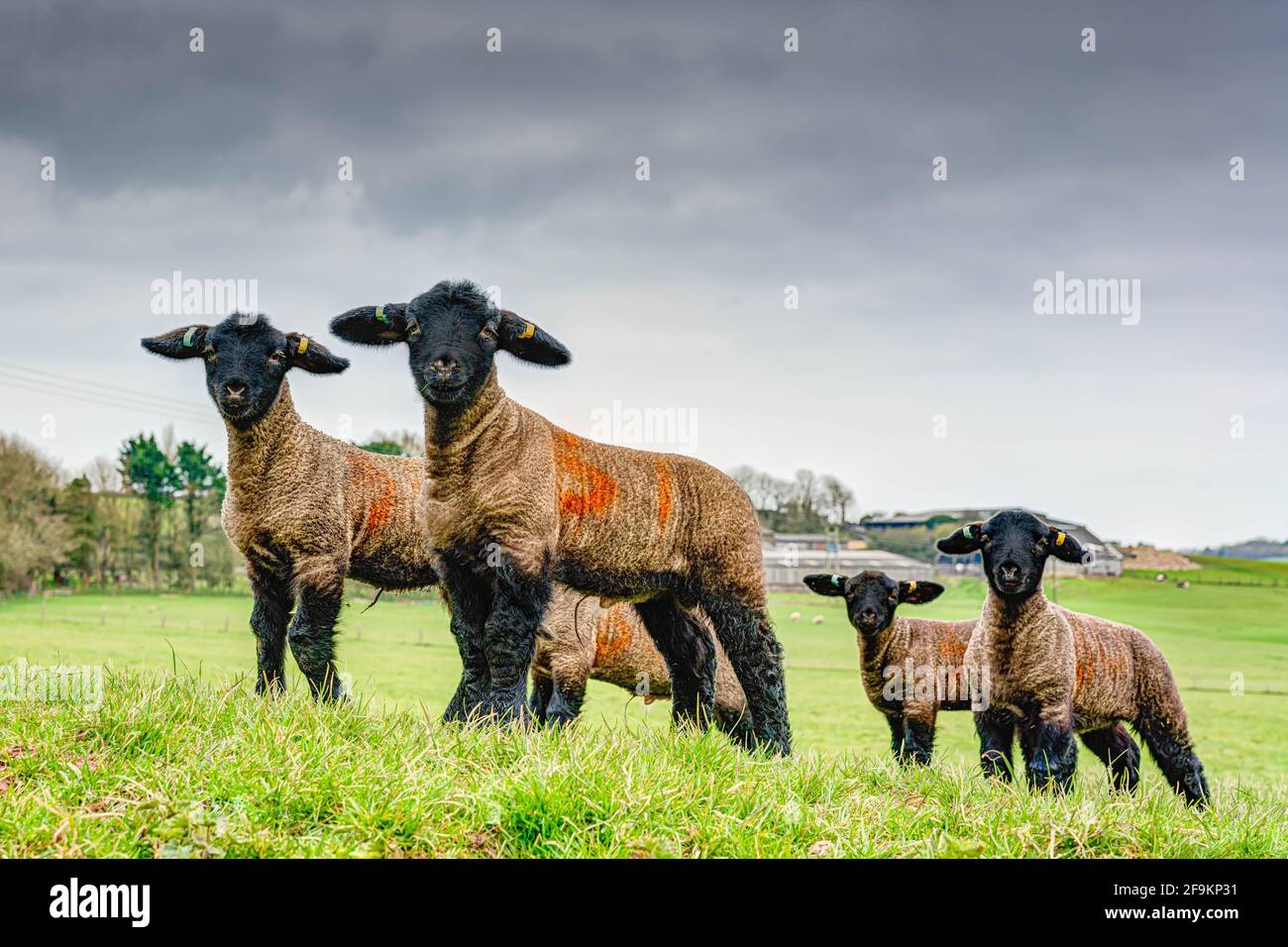 Eine Schar freundlicher Suffolk-Pedigree-Lämmer starrt den Fotografen voller Neugier an. Die Umgebung ist ein Bauernhof an der Südostküste von Cornwall. Stockfoto