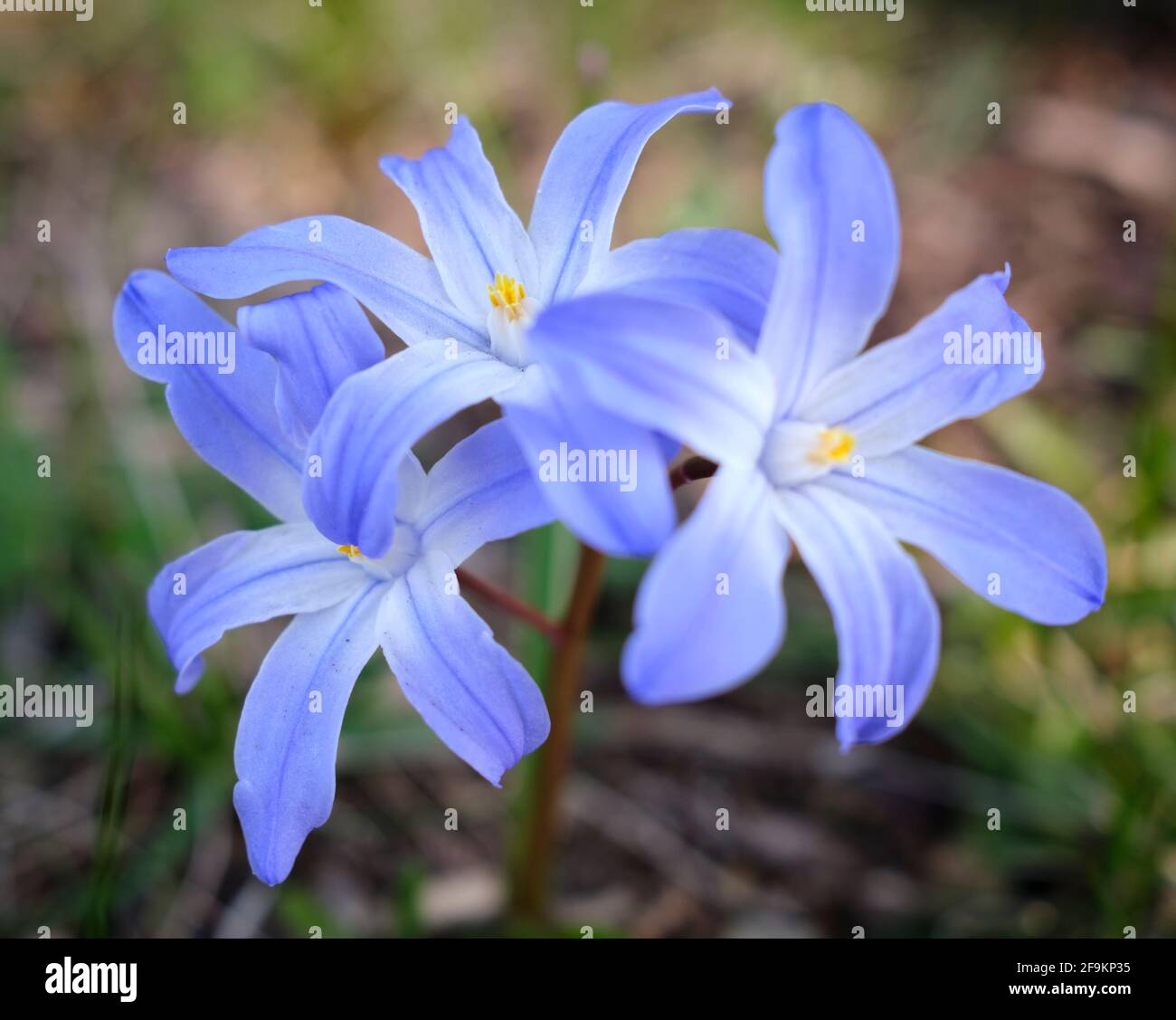 Scilla luciliae, Bossiers Glory-of-the-Snow oder Luciles Glory-of-the-Snow aus der Nähe Stockfoto