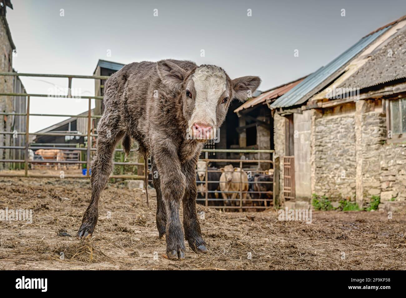 Ein etwa 4/5 Stunden altes, neu geborenes Kalb im Hof blickt mit der Kamera ziemlich neugierig auf den seltsamen Mann, der die Herde auf dem Rücken überwacht. Stockfoto