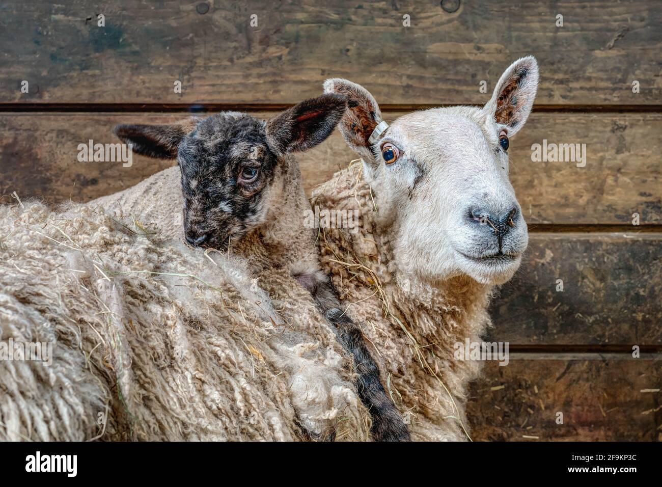 Eine sehr schöne Szene in der Lambing Scheune zeigt ein verspieltes niedliches Lamm "Piggy Backing" auf eine glückliche Mutter im Frühling. Stockfoto