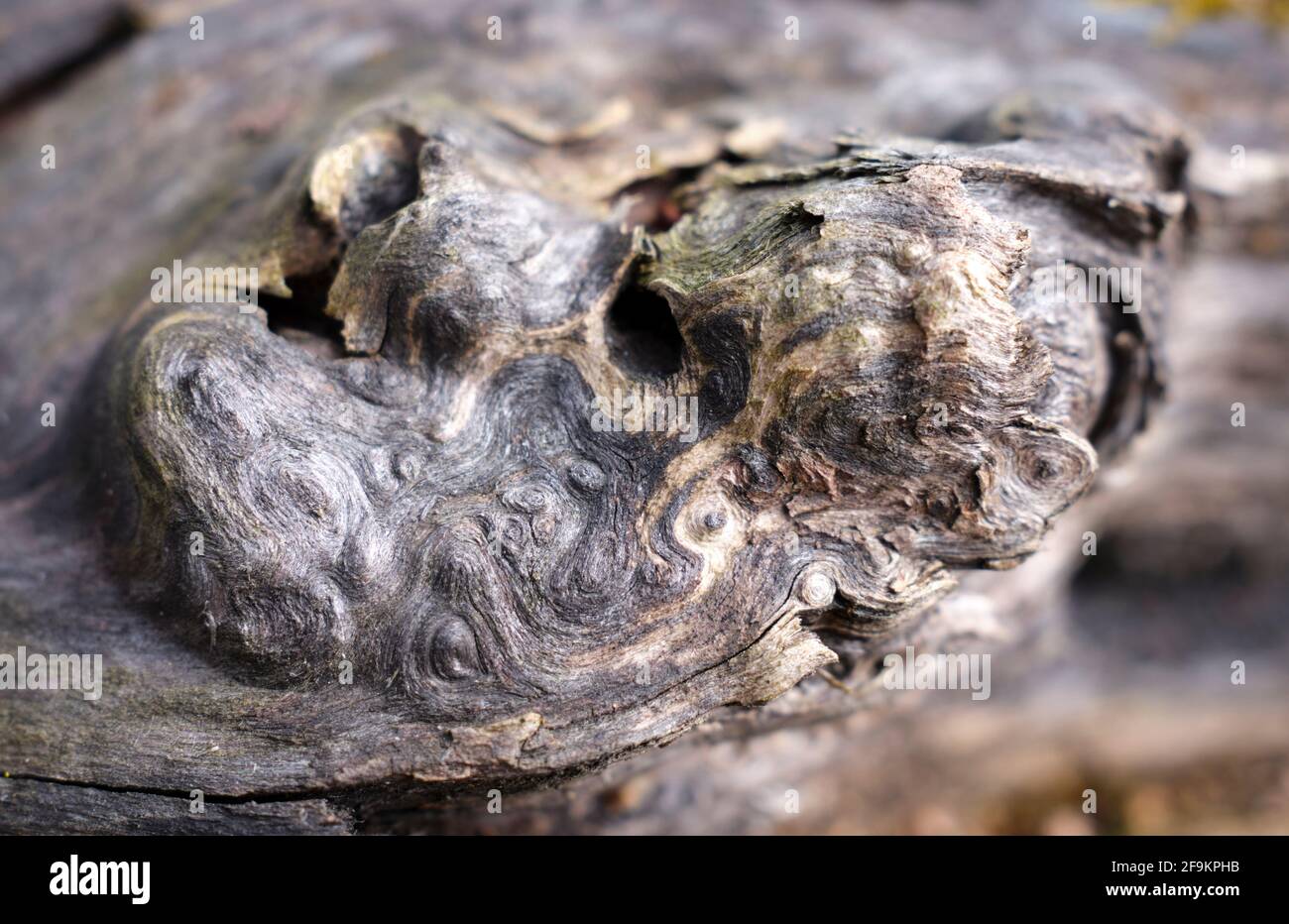 Natürliche Muster auf verfallenen alten Bäumen in Nahaufnahme Stockfoto