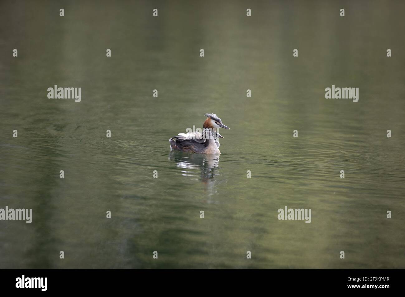 Große Crested Grebe auf Wasser Fütterung jung Stockfoto
