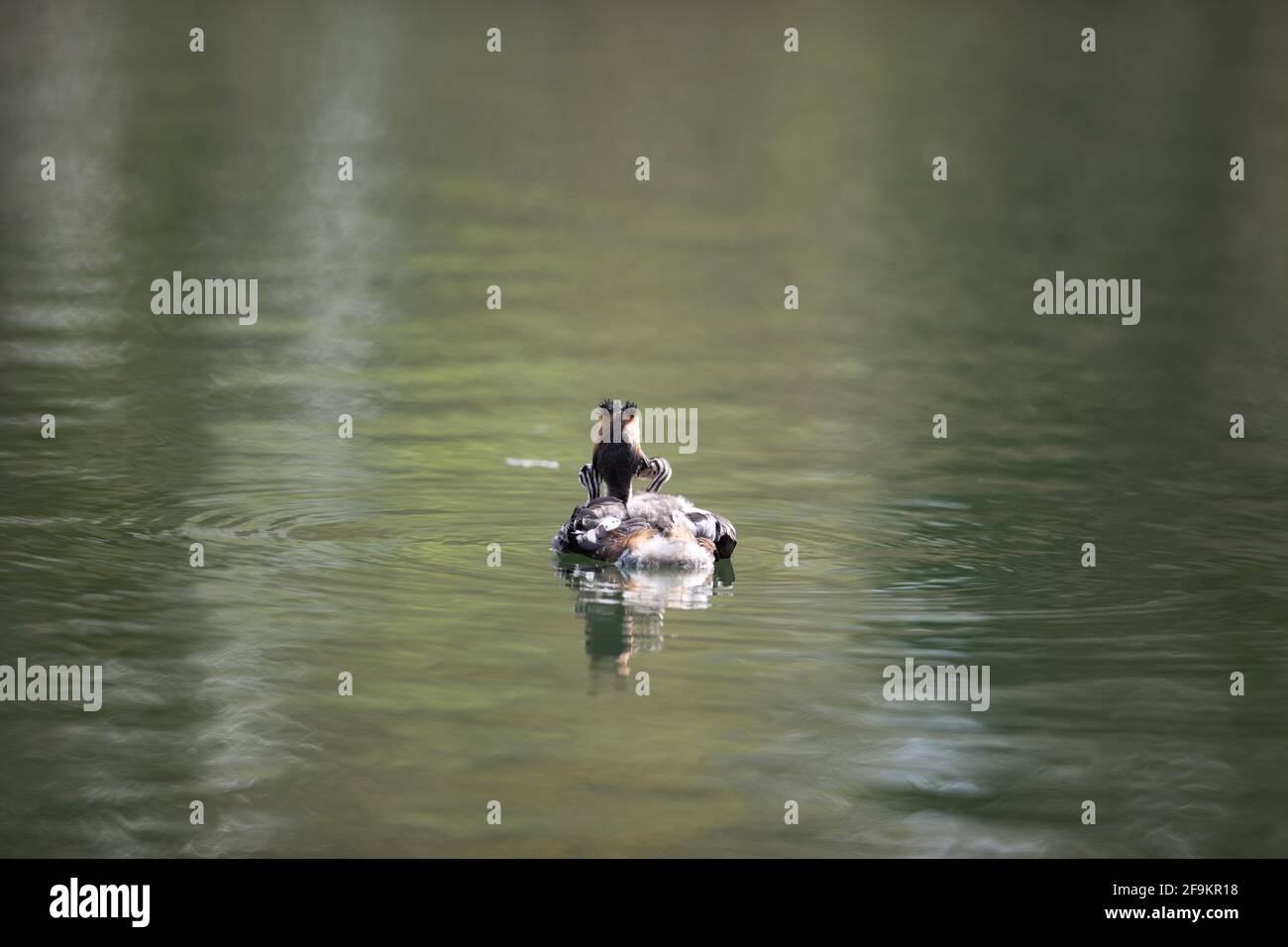 Große Crested Grebe auf Wasser Fütterung jung Stockfoto