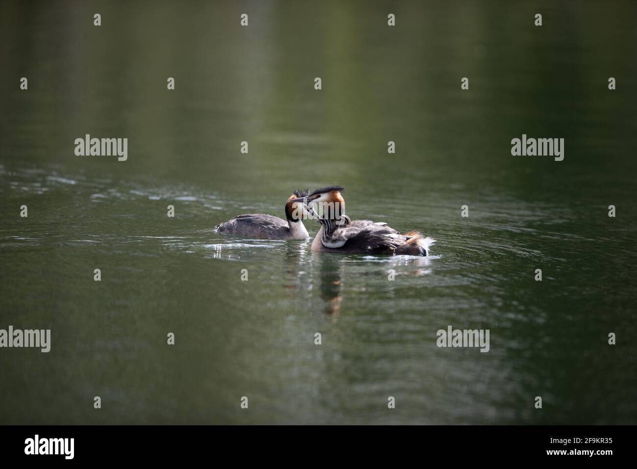 Große Crested Grebe auf Wasser Fütterung jung Stockfoto