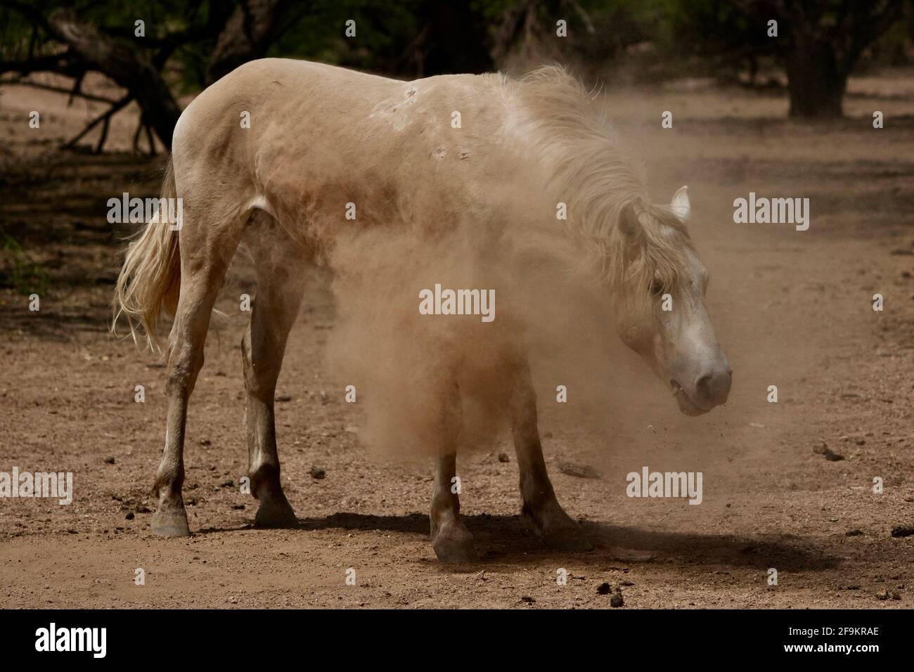 Ein wildes Pferd aus der Wildnis des Salt River schüttelt den Schmutz seines Körpers, nachdem es im Wüstenschotter außerhalb von Phoenix, Arizona, herumgerollt ist. Stockfoto