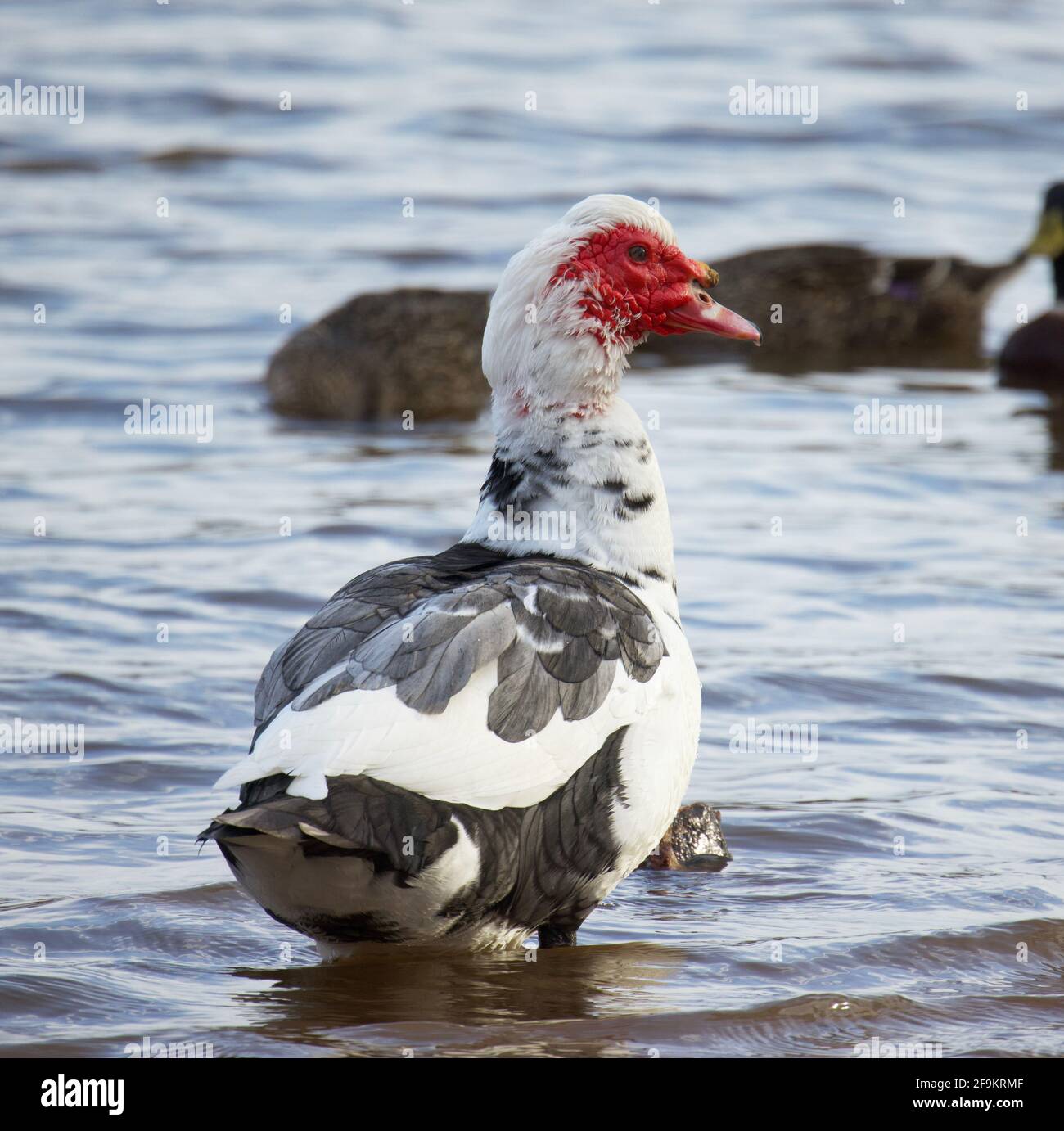 Muscovy Enten Stockfoto