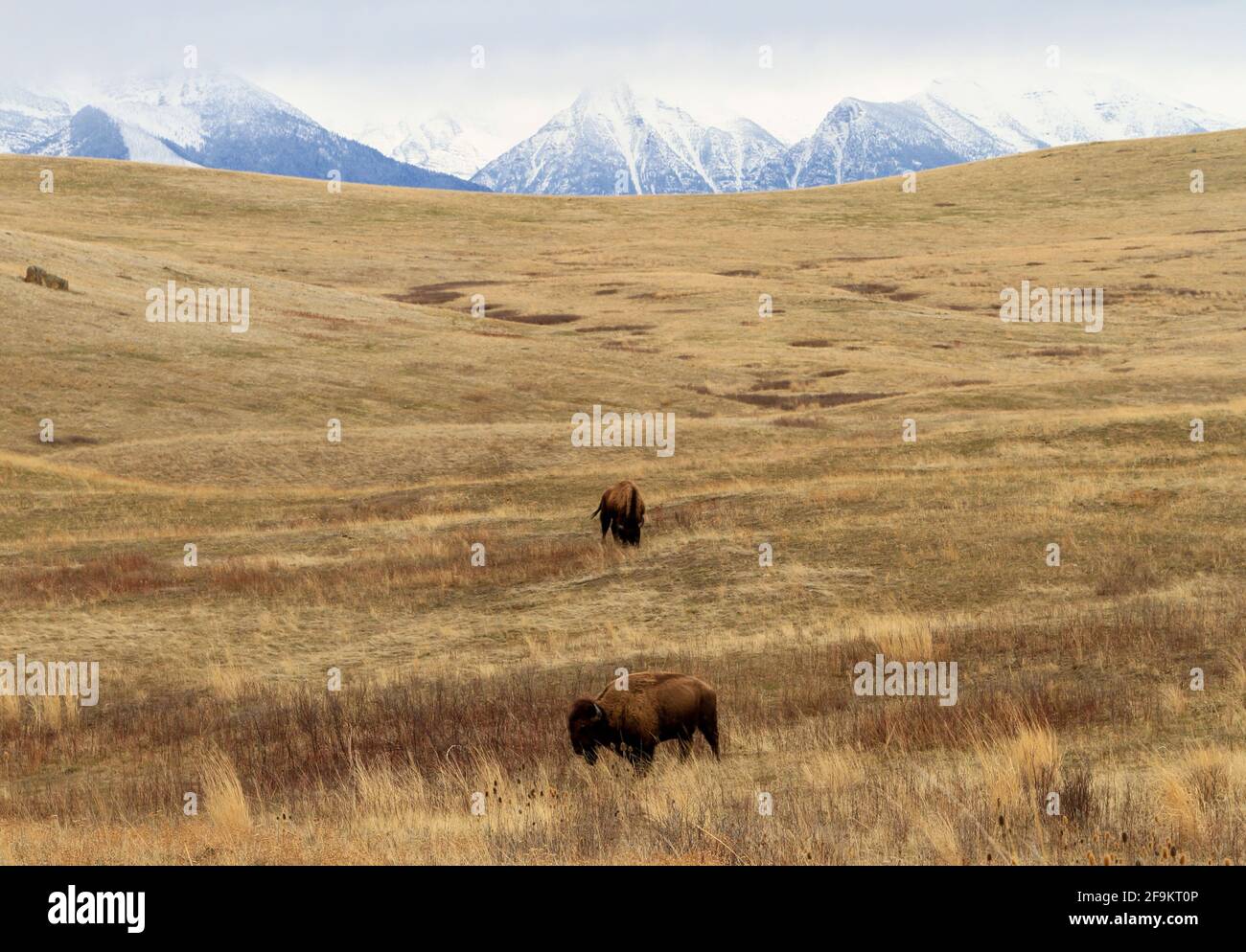 Zwei Bisons (Bison Bison) füttern auf dem intermountain-Grasland der National Bison Range vor den schneebedeckten Mission Mountains. Stockfoto