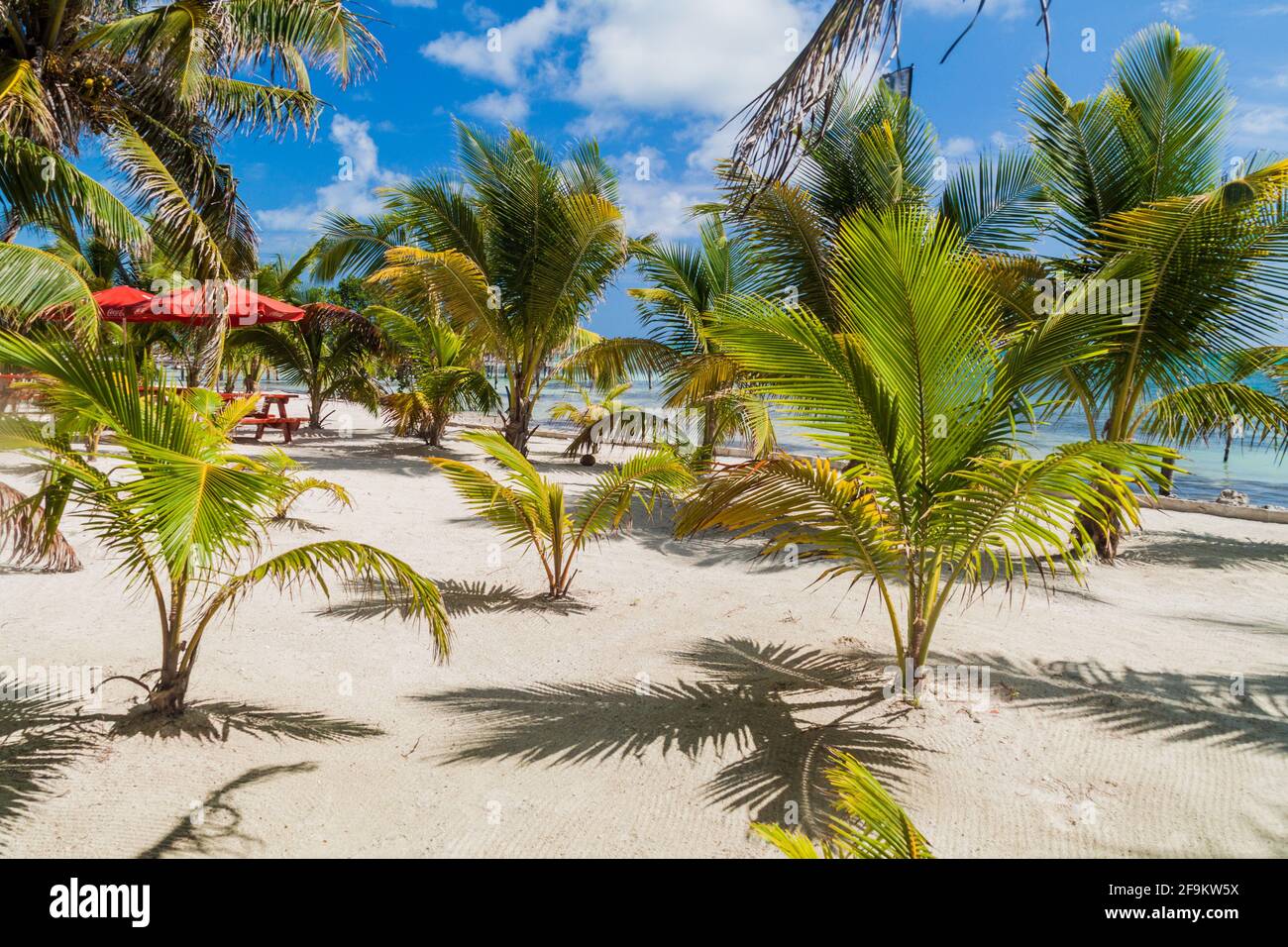 Perfekter Strand auf Caye Caulker Island in Belize Stockfoto