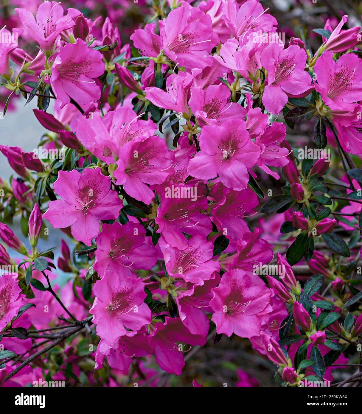 Blume der azalee Fotos und Bildmaterial in hoher Auflösung Alamy