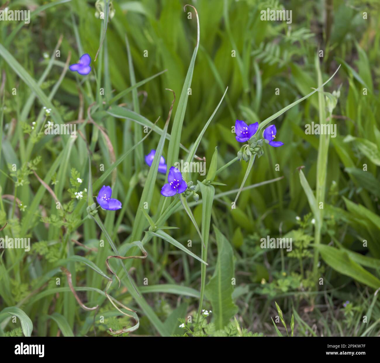 Veilchen erhellen sogar das Gras Stockfoto