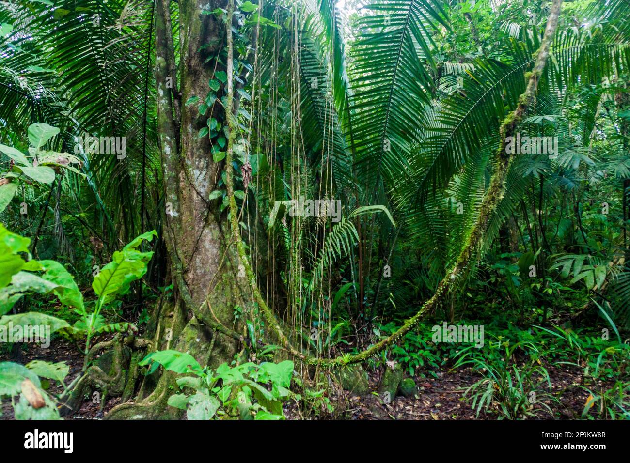 Dschungel im Cockscomb Basin Wildlife Sanctuary, Belize. Stockfoto