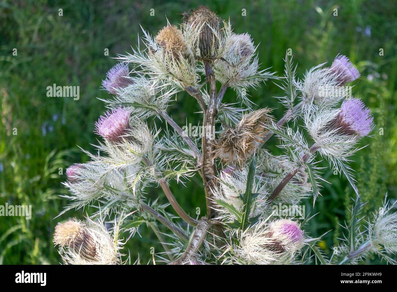 Thistle in einem Feld von Dandilionen Stockfoto