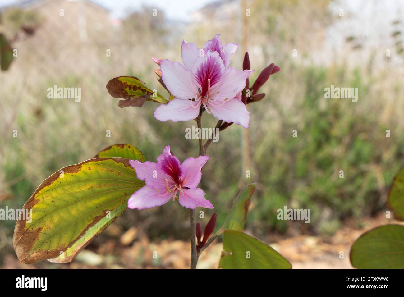 Bauhinia variegata, Fabaceae Stockfoto