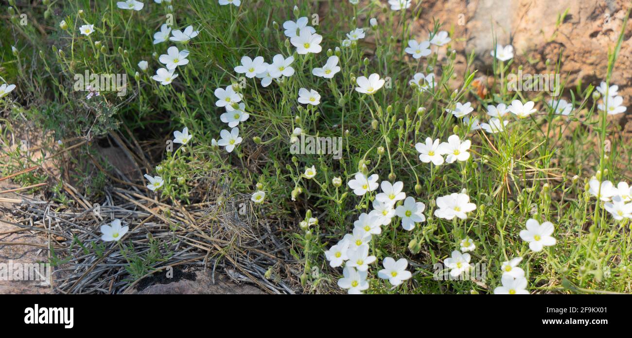 Arenaria montana, Caryophyllaceae Stockfoto