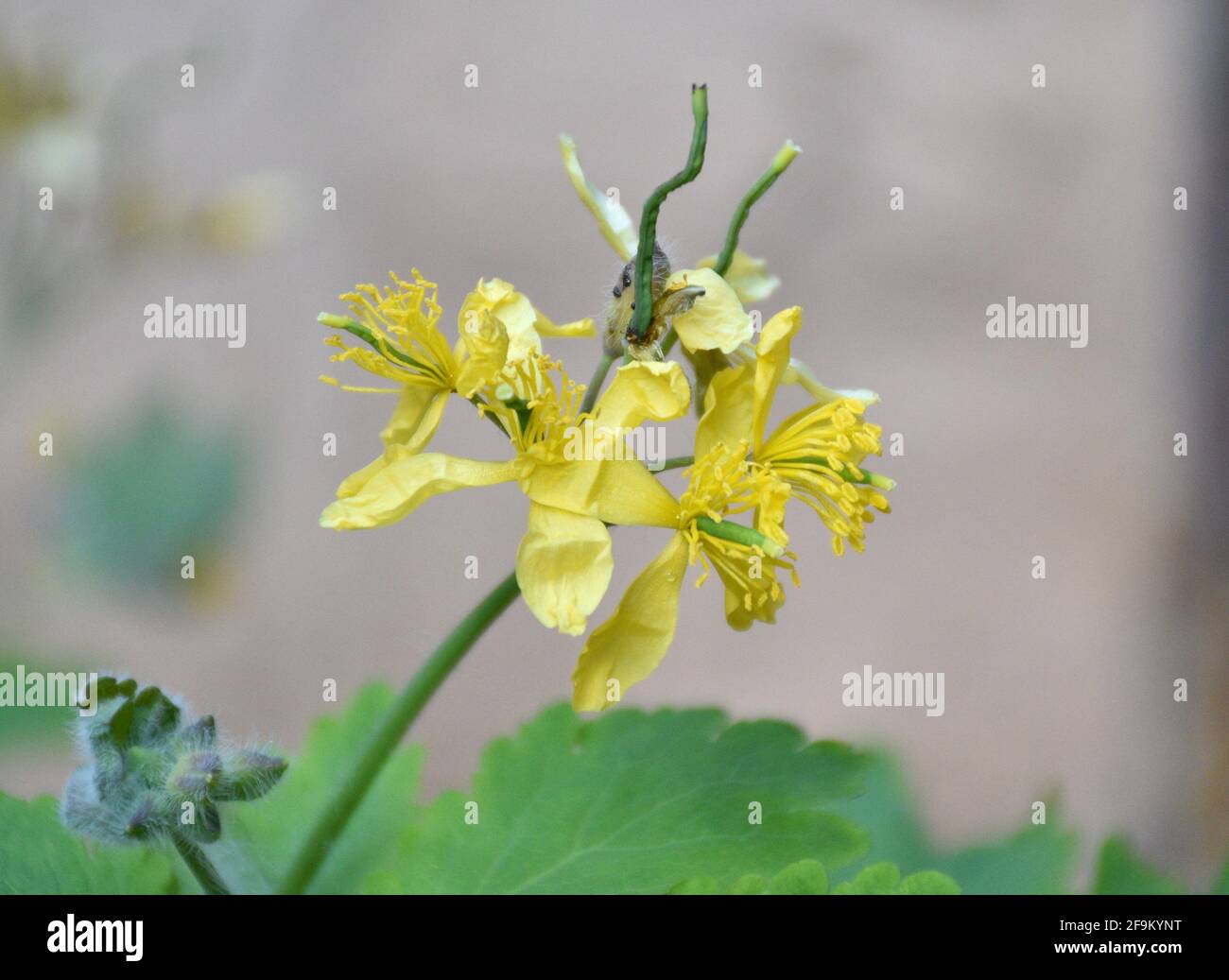 Gelbe Blüten von Chelidonium majus. Wird zum Entfernen von Warzen verwendet. La Cienz, Spanien. Stockfoto