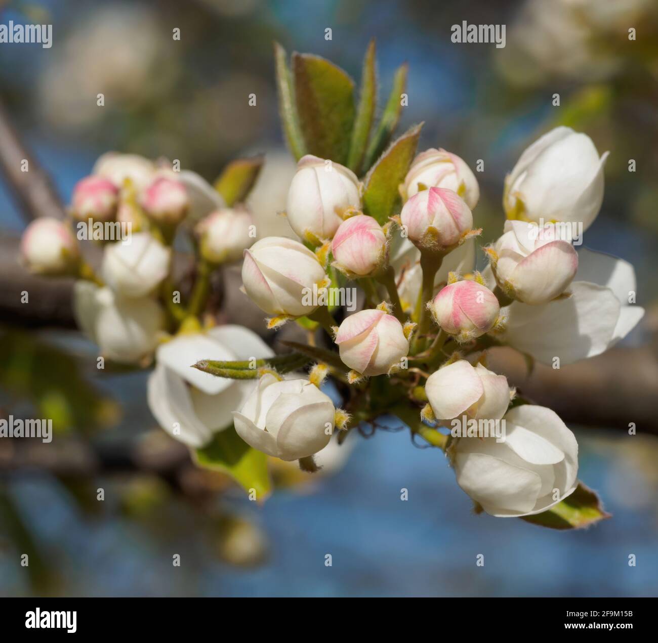 apfelblüten, die die Ankunft des Frühlings gegen ein Blau ankünden Himmel Hintergrund Stockfoto