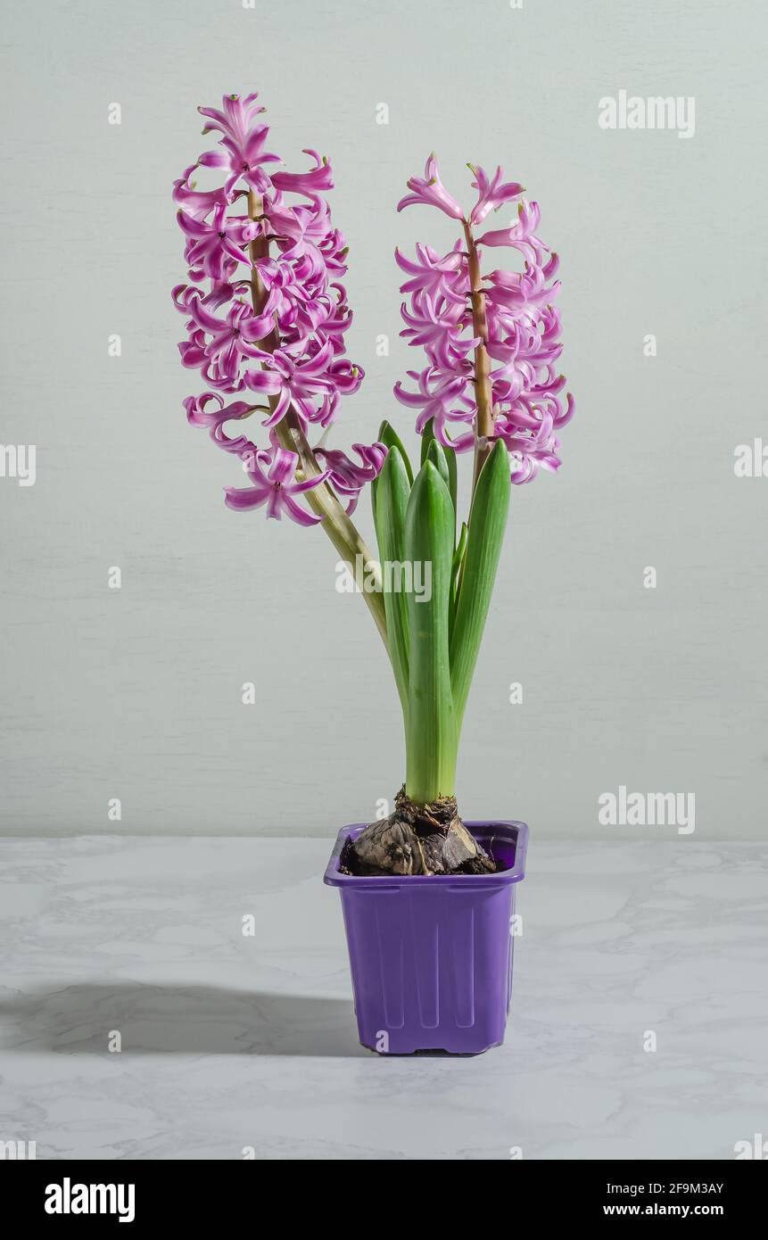 Rosa Hyazinthen auf weißem Marmor Hintergrund mit harten Sonnenlicht, Frühling zwingt Blumen Stockfoto