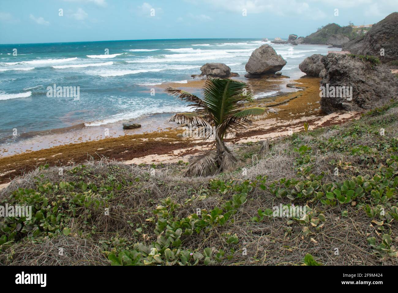 Foto der Straßenansicht des Strandes von Bathsheba an der Ostküste von Barbados. Starke Winde, wehende Palmen, starke brechende Wellen bei Ebbe. Stockfoto