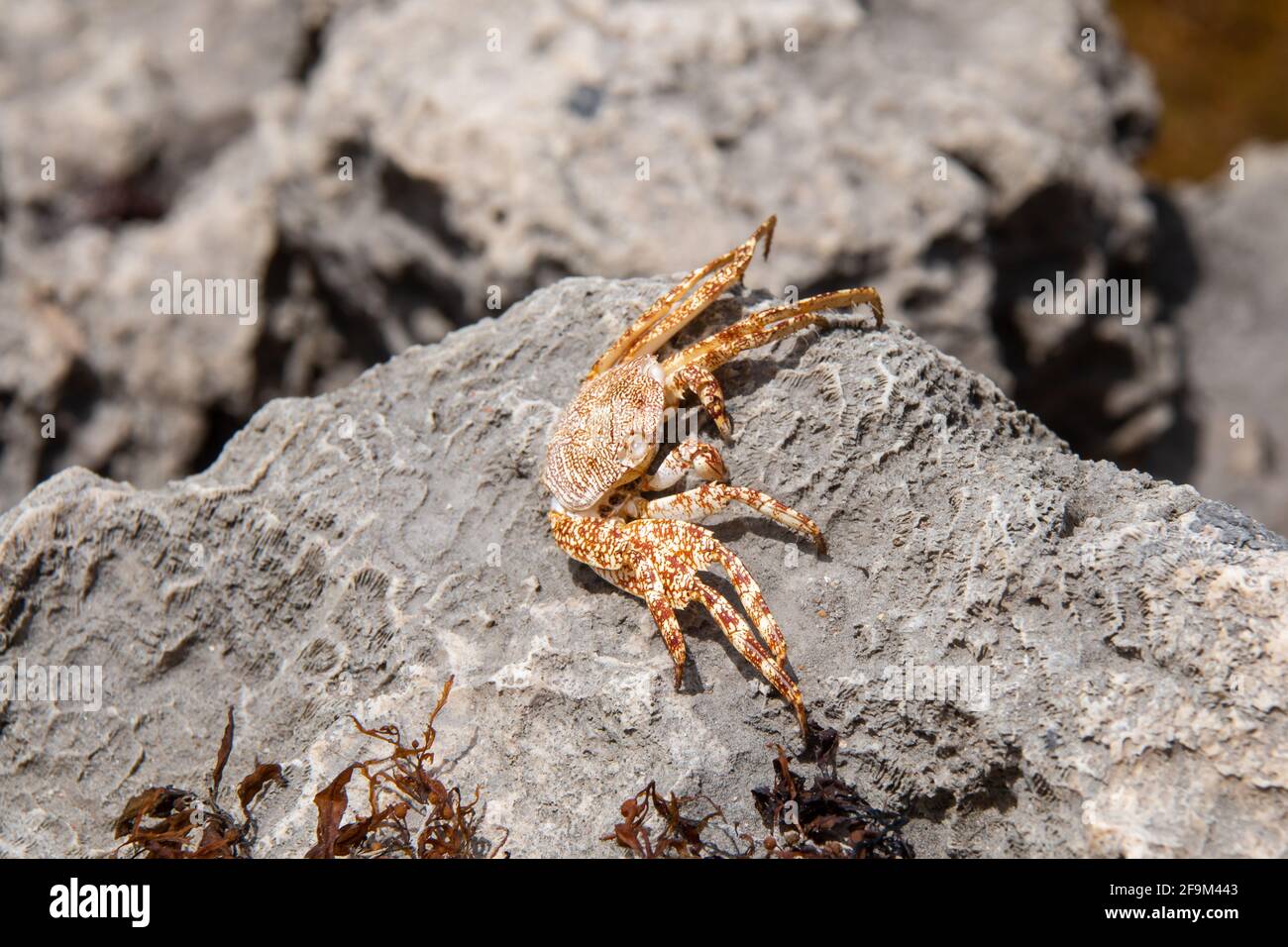 Eine trockene, tote sally lightfoot-Krabbe oder Grapsus-Grapsus-Krabbe sitzt auf einem grauen Felsen am Strand von Bathsheba auf Barbados. Die Karapasse ist weiß und orange, gesprenkelt. Stockfoto