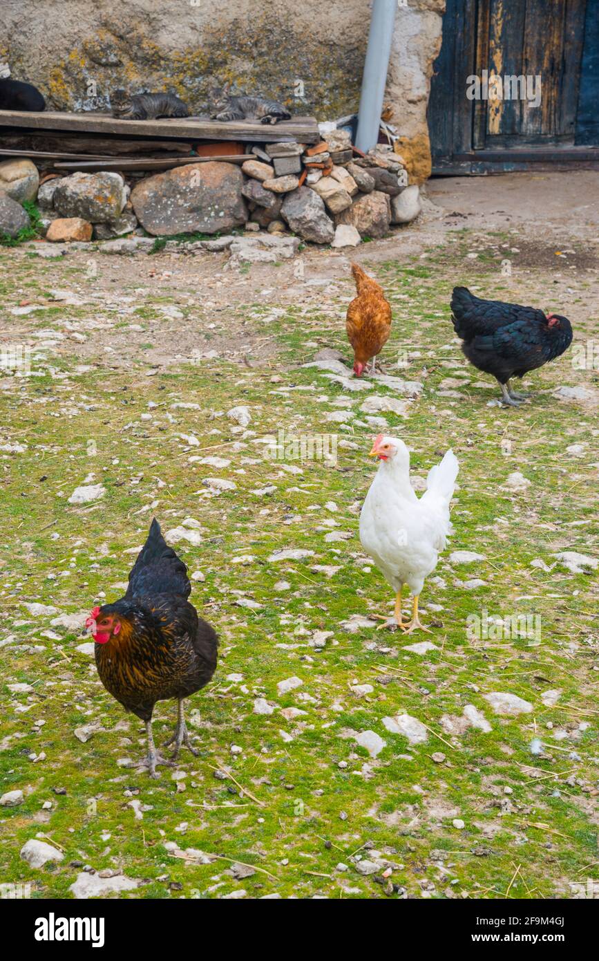 Hühner auf einem Bauernhof. Stockfoto