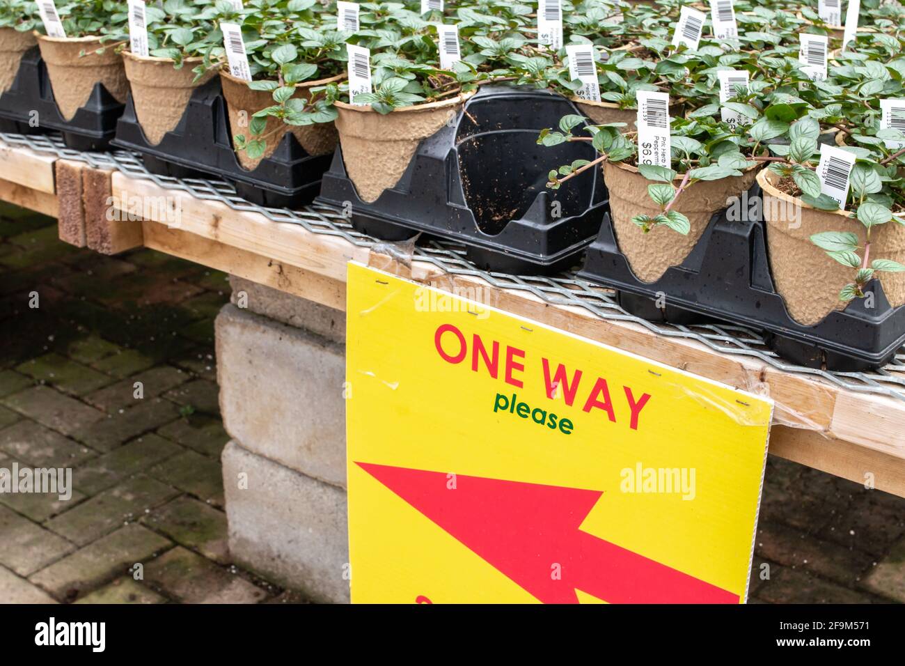 London, Ontario, Kanada - 7 2021. März: Reihen von Pflanzen mit Preisaufklebern sitzen auf schwarzen Tabletts neben einem Schild mit der Aufschrift One Way Please, COVID-19. Stockfoto