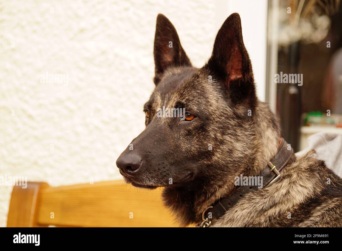 Niederländischer Schäferhund mit ernsthaftigem Ausdruck, der von der Kamera wegschaut Stockfoto