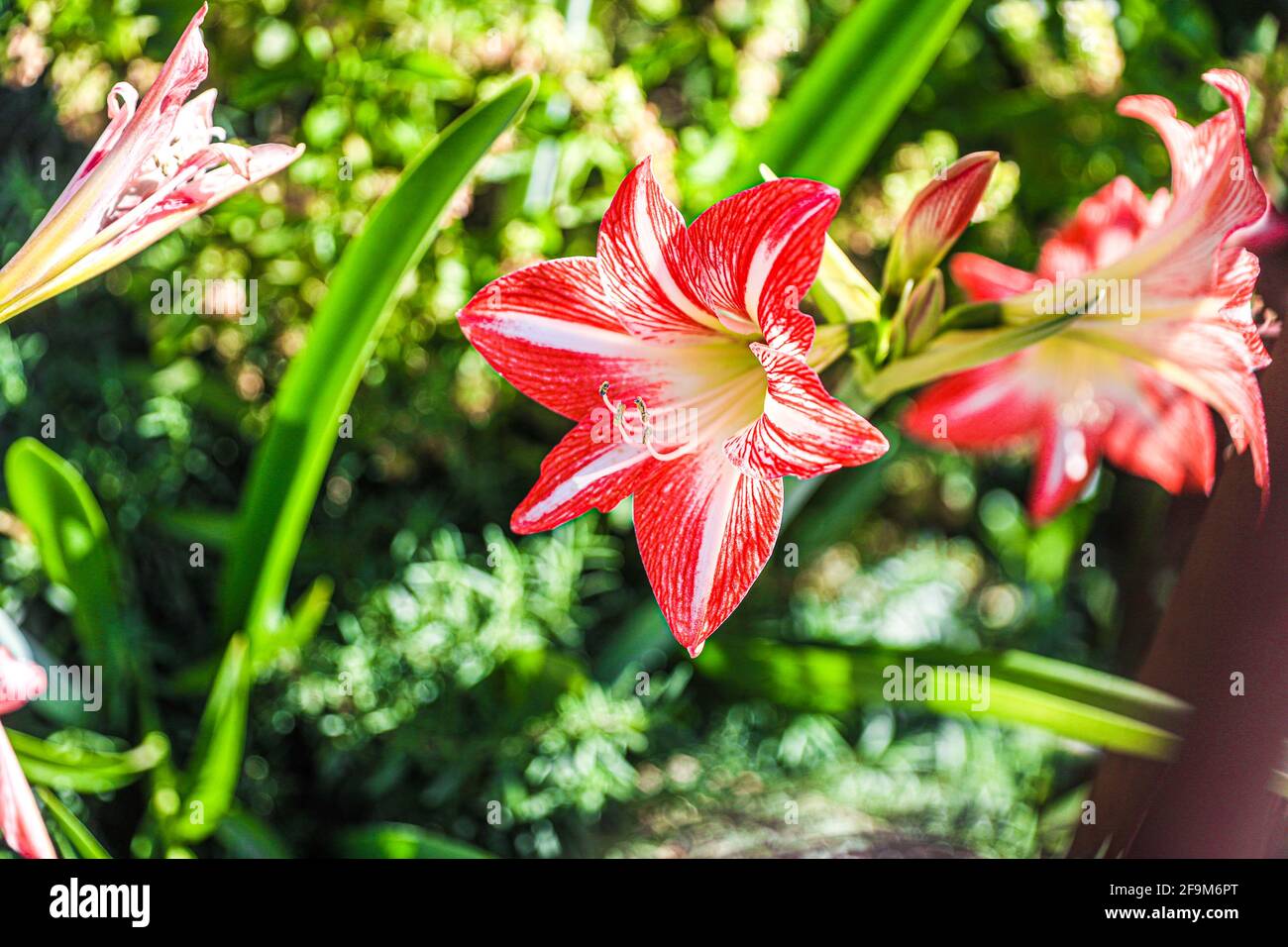 Amaryllis Flammender Pfau, Lilie, Lilie, Rot und Weiß Doppelter