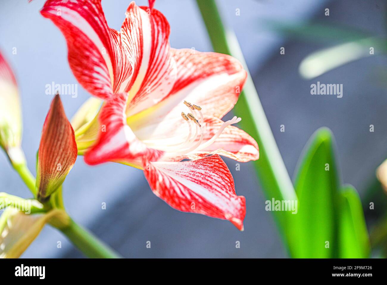 Amaryllis Flammender Pfau, Lilie, Lilie, Rot und Weiß Doppelter