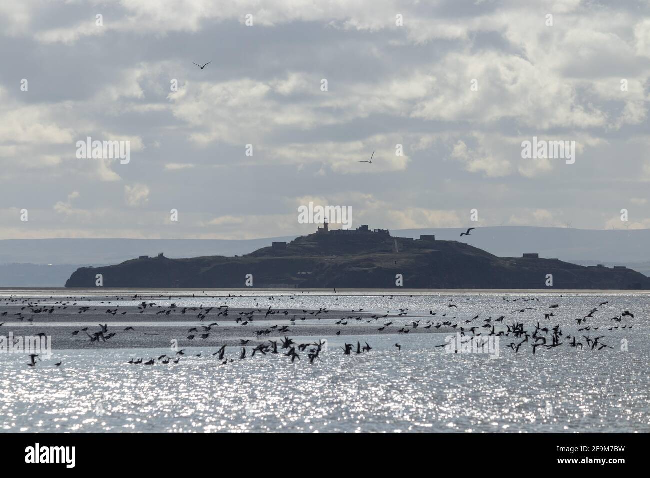 Inchkeith Island von Kinghorn mit vielen Watvögeln, Fife, Schottland. Stockfoto