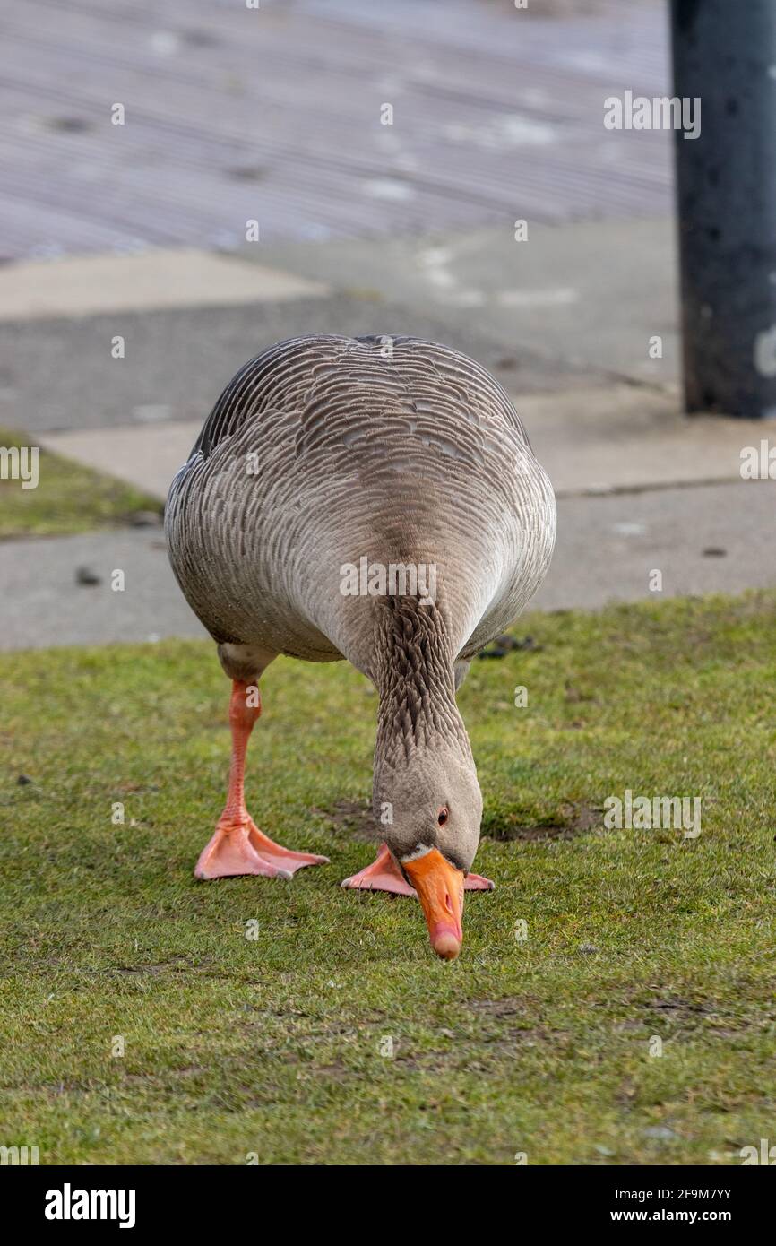 Eine einzelne Greylag Goose Stockfoto