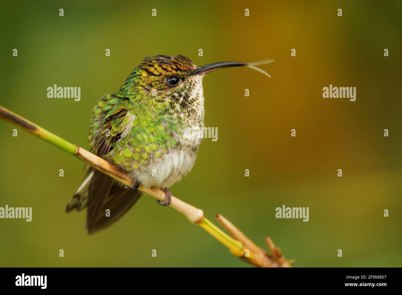 Kupferköpfiger Smaragd - Elvira Cupreiceps kleiner Kolibri, der in Costa Rica endemisch ist, Vögel ernähren sich von Nektar und kleinen Wirbellosen, pazifischer Hang von Gua Stockfoto